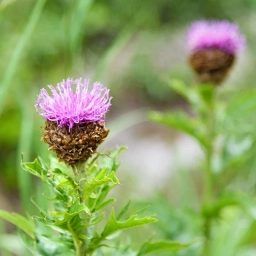 Аватар канала «ТРАВНИК»