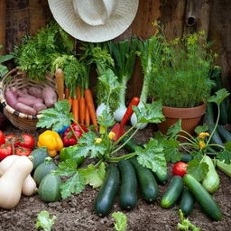 Аватар канала «Садовые секреты | Дача | Огород»