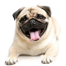 Аватар канала «Мопс»