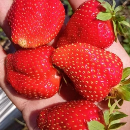 Аватар канала «Велиткевичи»