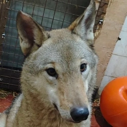 Аватар канала «"Сирин" - помощь птицам и другим диким животным»