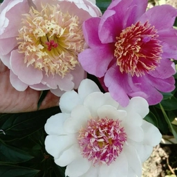 Аватар канала «Живая, Зеленая Жизнь»