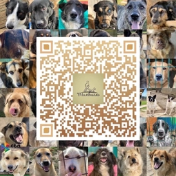 Аватар канала «КРОО помощи приюту «Тимвилль»»