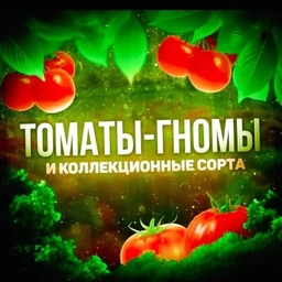 Аватар канала «🌿🍅Томаты Гномы и коллекционные семена🌿🍅»