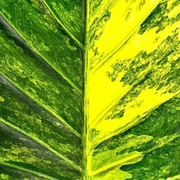 Аватар канала «Алёказии»