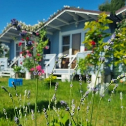 Аватар канала «Вилла Лаванда Абхазия, Пицунда/Отдых в Абхазии»