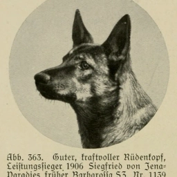 Аватар канала «Собаки в прошлом»