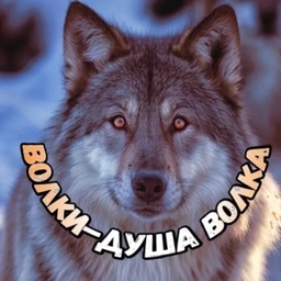 Аватар канала «Волки-душа волка»