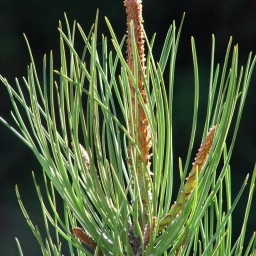 Аватар канала «Всё про хвойные. Сосна, ель, туя, можжевельник»