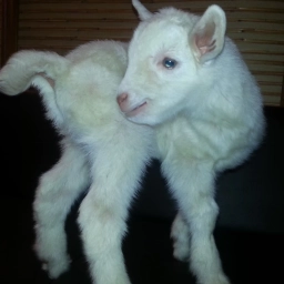 Аватар канала «УСАДЬБА БЕЛАЯ КОЗА»