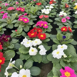 Аватар канала «Цветы в Сокольниках»