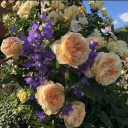 Аватар канала «ЗАКУПКИ Юлин сад»