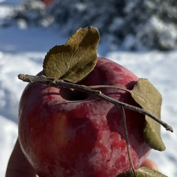Аватар канала «ДеревоСад»