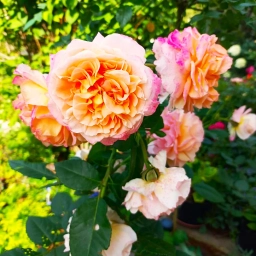 Аватар канала «Мои Растения Сибири»