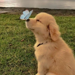 Аватар канала «Милые собачки | щенки собаки милота пушистики добрые глаза смешные собаки видео собак фото щенков улыбки собак виляющий хвост лапки сердце хаски лабрадор корги шпиц овчарка йоркширский терьер 2026»