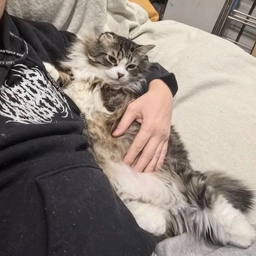 Аватар канала «Жизнь кота без лап»